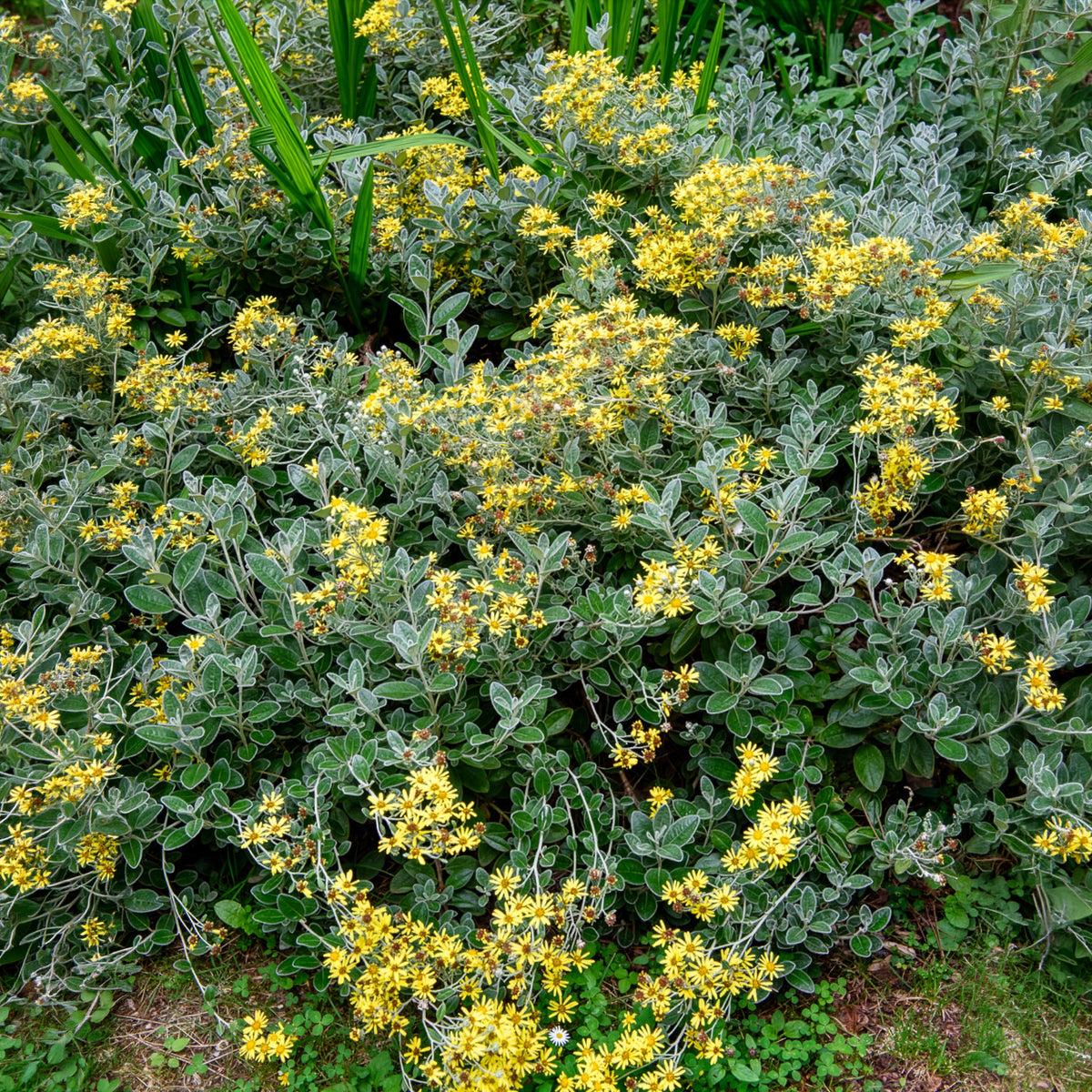 Kruiskruid Sunshine - Senecio greyi Sunshine - Bakker