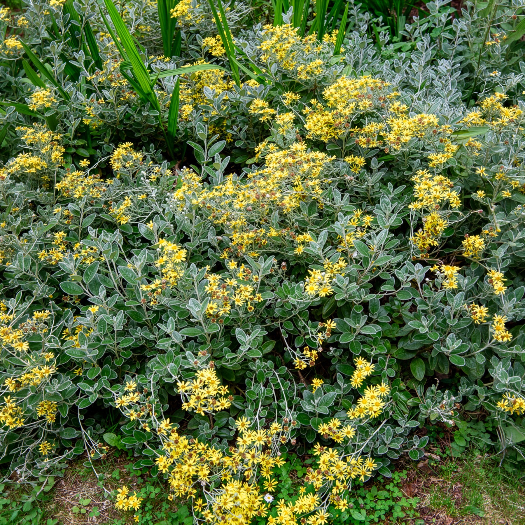 Kruiskruid Sunshine - Senecio greyi Sunshine - Bakker