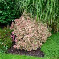 Weigela florida Monet - Weigela Monet - Bloeiende heesters
