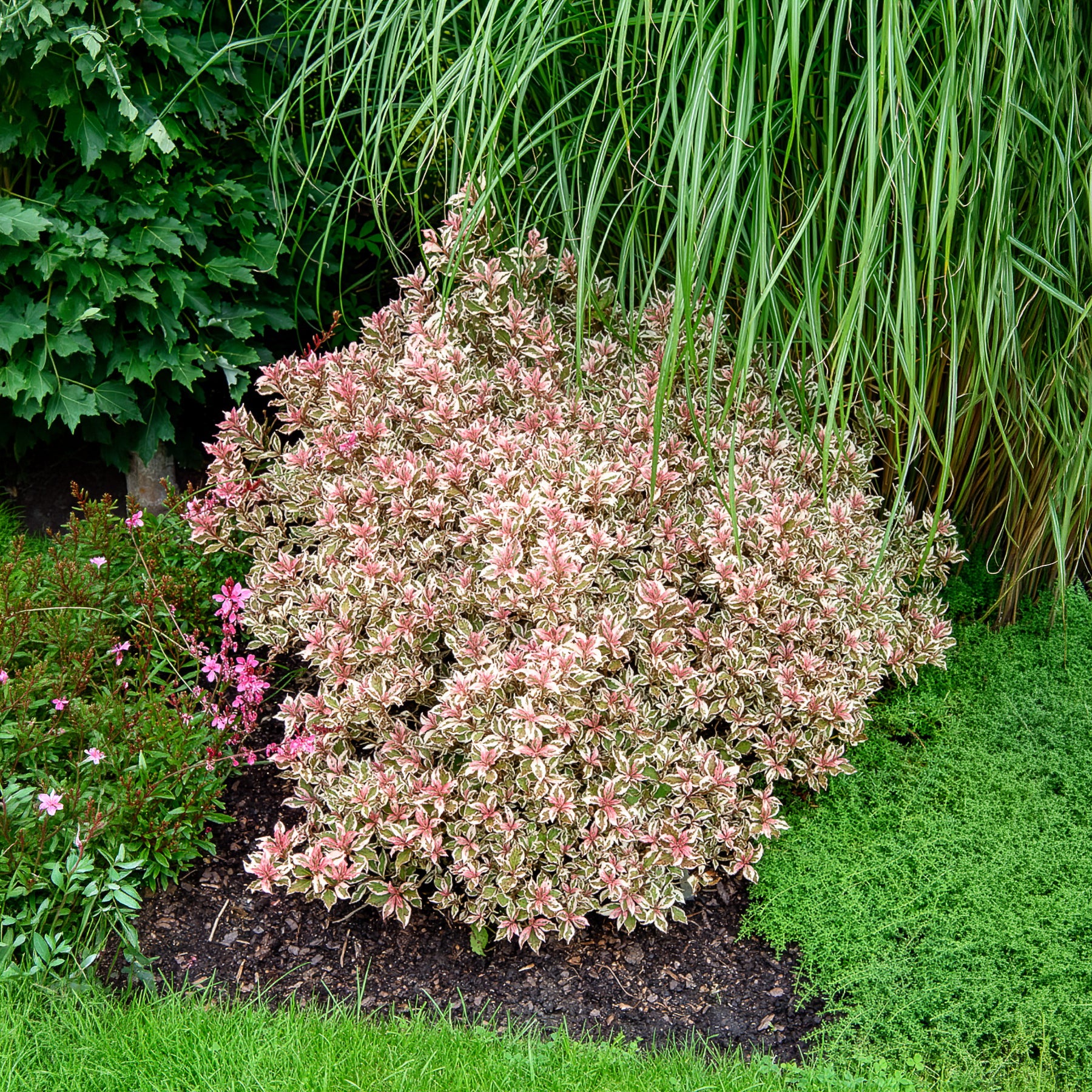 Weigela florida Monet - Weigela Monet - Bloeiende heesters