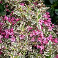 Weigela Monet - Weigela florida Monet - Bakker