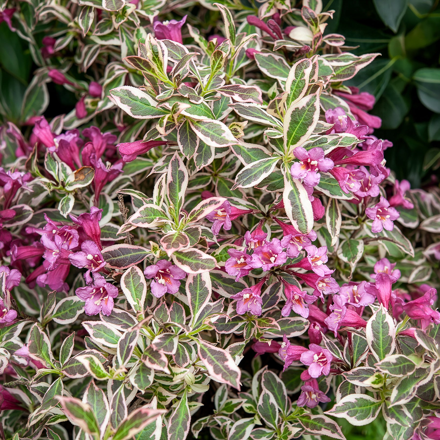 Weigela Monet - Weigela florida Monet - Bakker