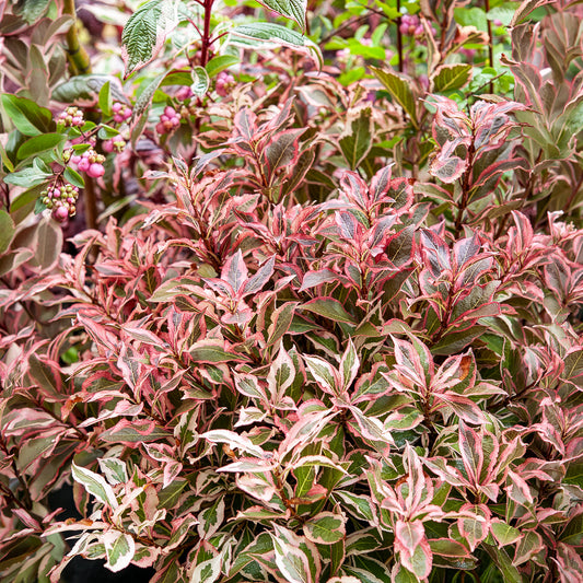 Weigela Monet - Bakker