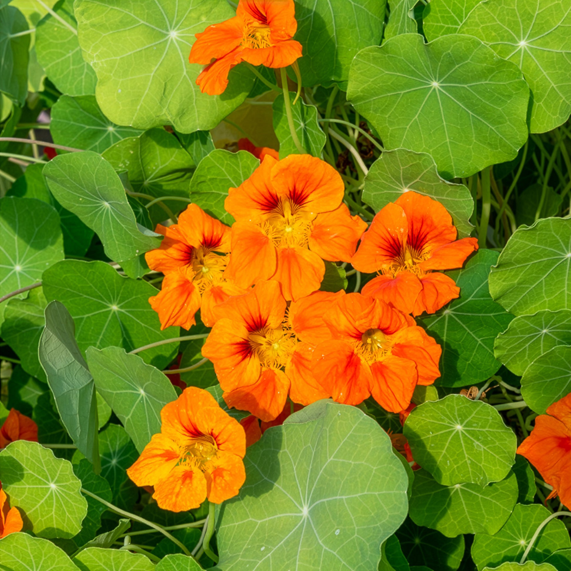 Oranje Oost-Indische kers - Tropaeolum majus - Bakker
