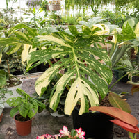 Monstera Thai Constellation
