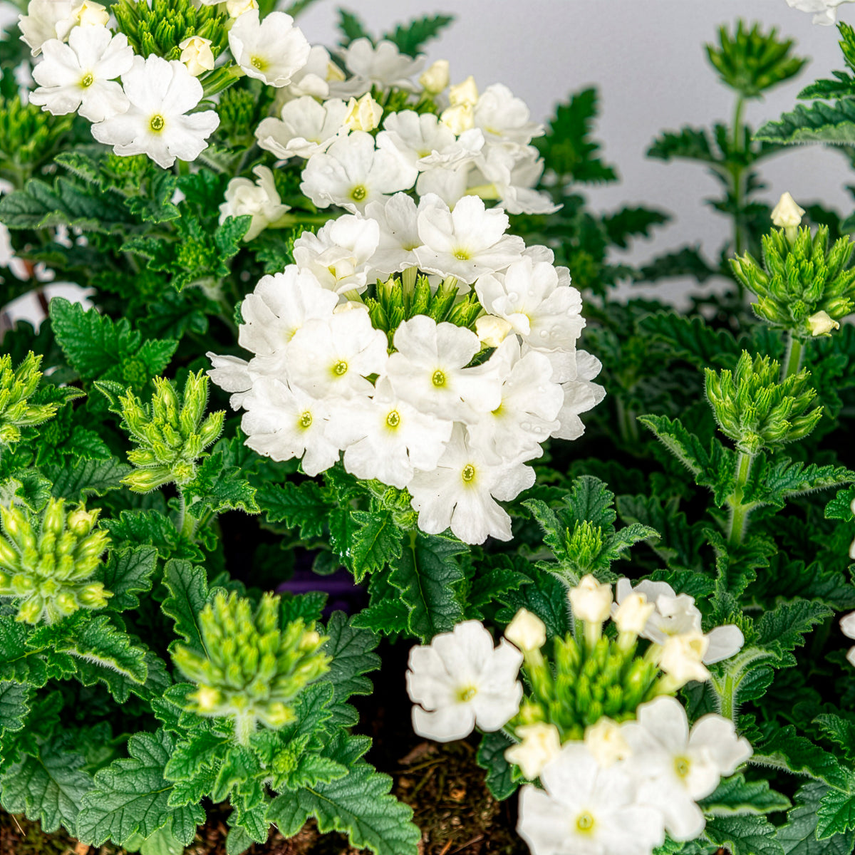 Weiße Verbene - Verbena pendula - Bakker