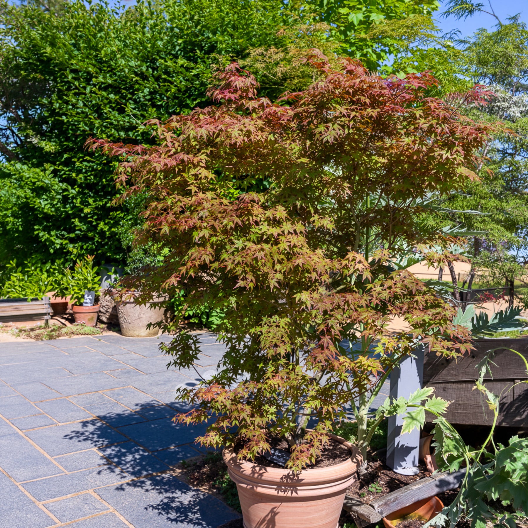 Japanse esdoorn Deshojo - Acer palmatum Deshojo - Bakker