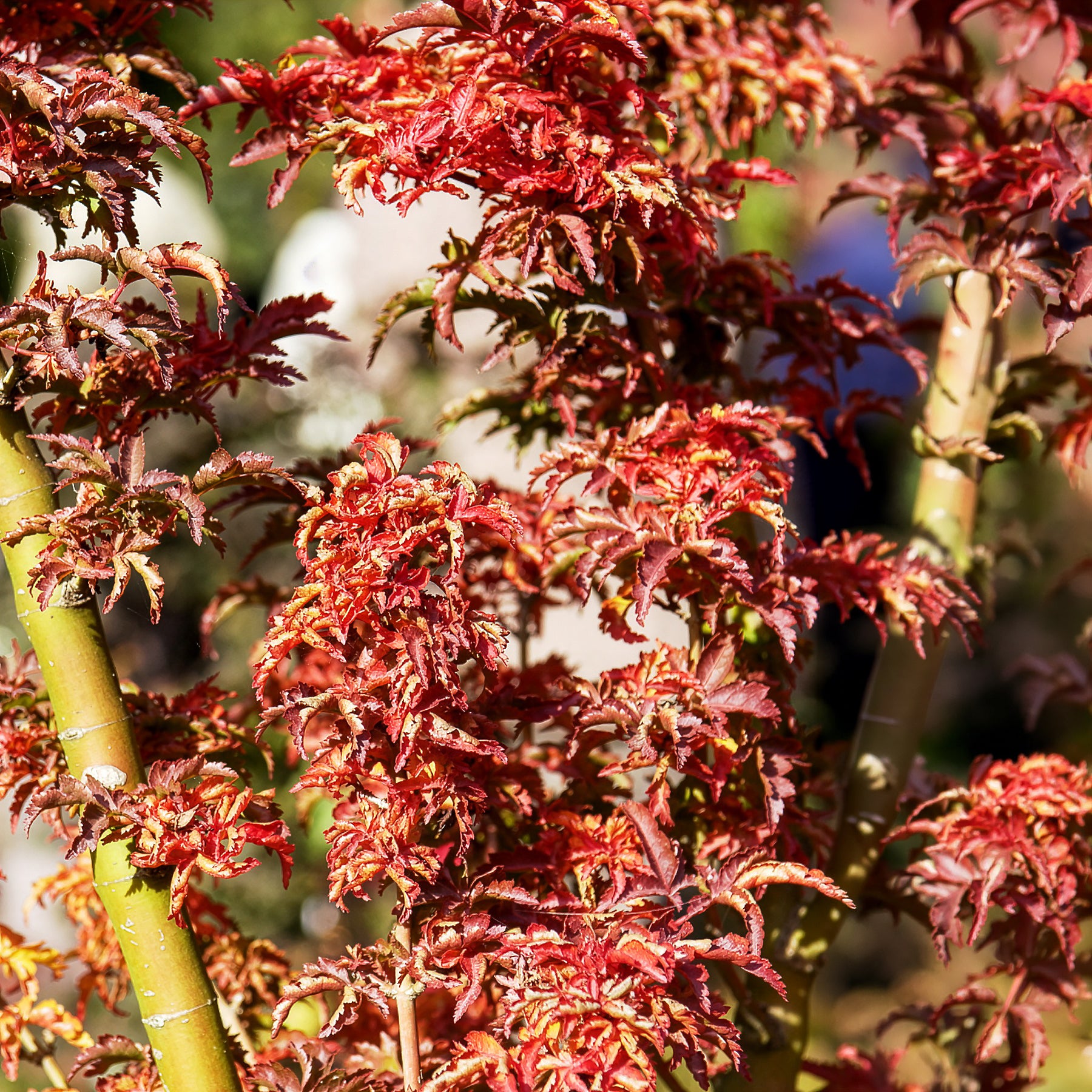 Verkoop Japanse esdoorn Shishigashira - Acer palmatum Shishigashira