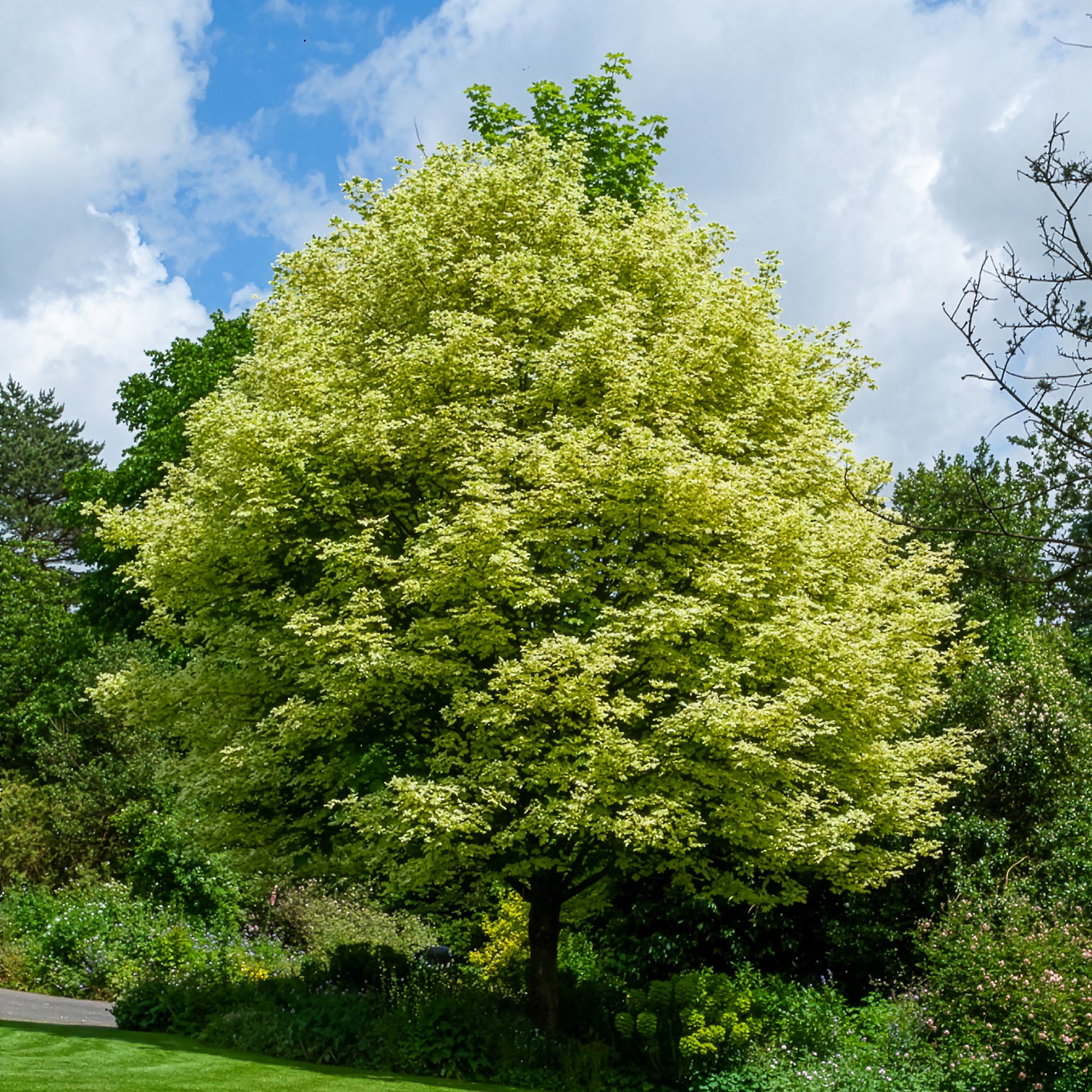 Acer platanoides Drummondii - Bonte Noorse esdoorn Drummondii - Esdoorn