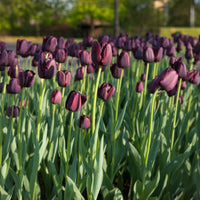 Tulpen - Tulp Queen of Night - Tulipa Queen of Night