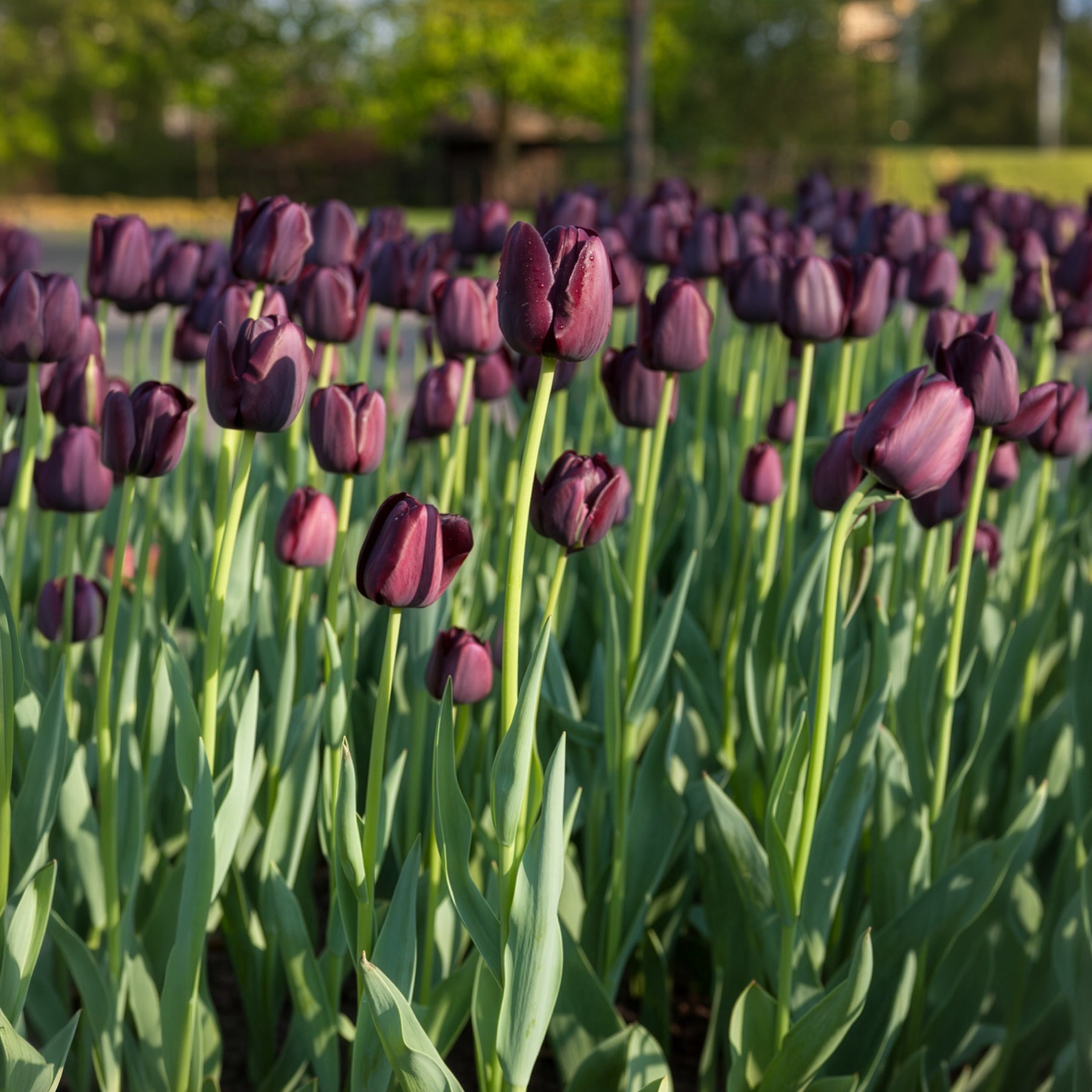 Tulpen - Tulp Queen of Night - Tulipa Queen of Night