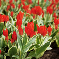 Botanische tulp Unicum - Tulipa praestans Unicum - Bakker