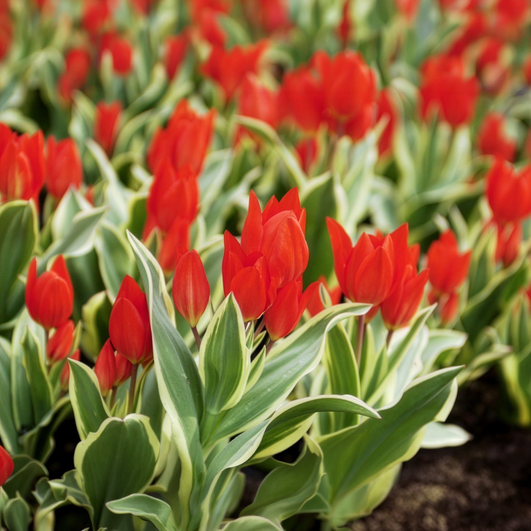 Botanische tulp Unicum - Tulipa praestans Unicum - Bakker