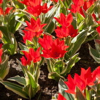 Tulpen - Botanische tulp Unicum - Tulipa praestans Unicum