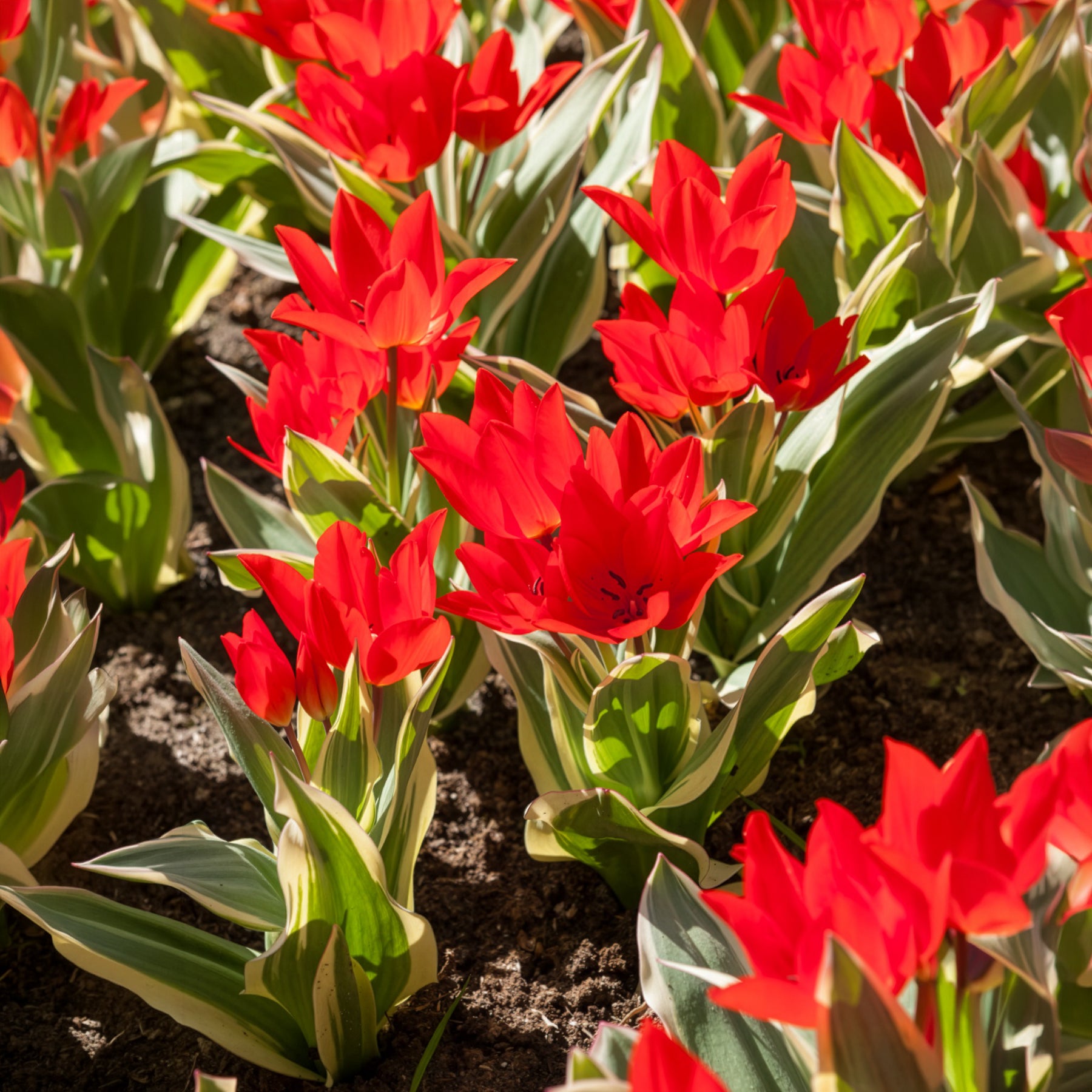 Tulpen - Botanische tulp Unicum - Tulipa praestans Unicum