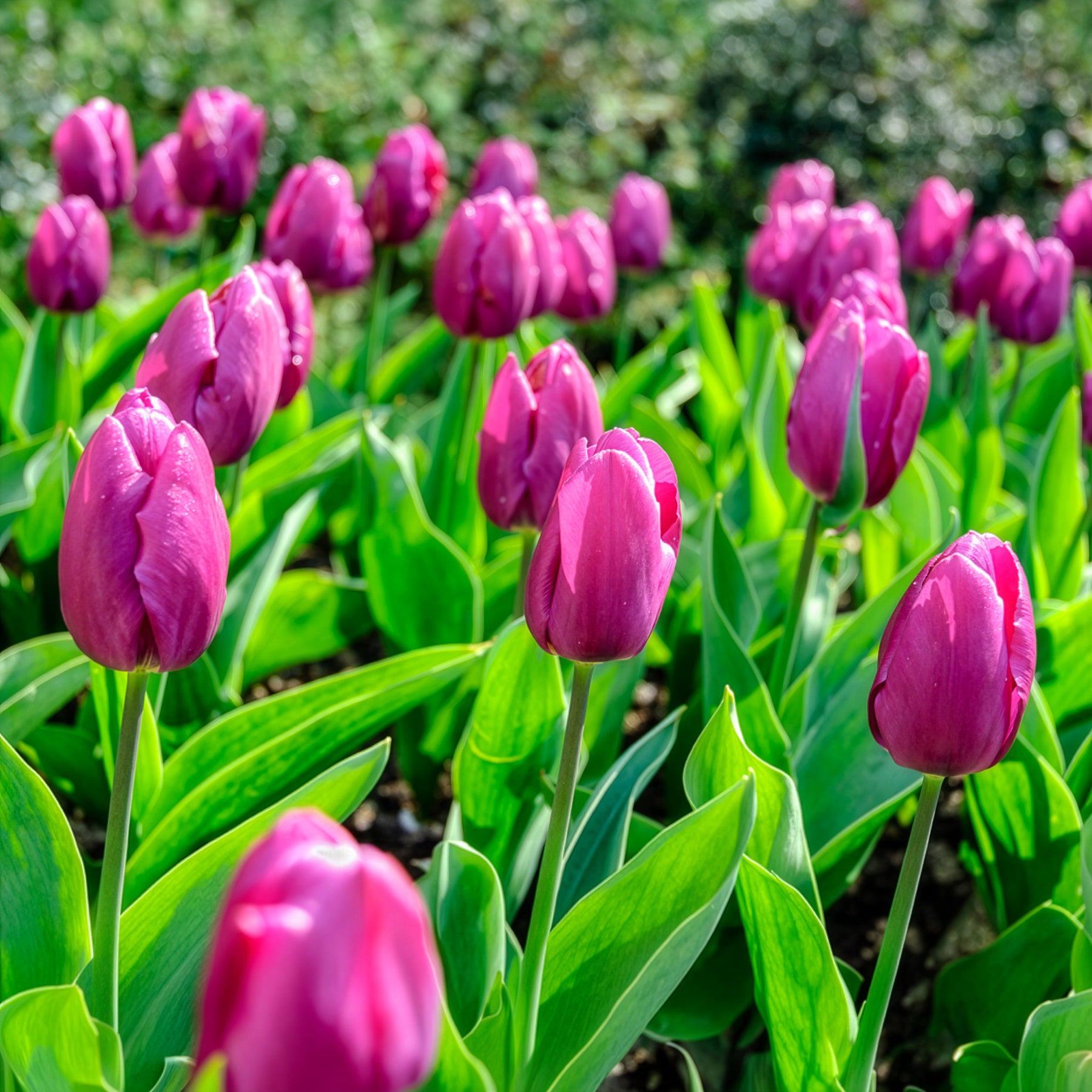 Voorjaarsbollen voor regenboogborder -  - Bakker