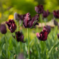 Tulipa Black Parrot - Tulp Black Parrot - Tulpen