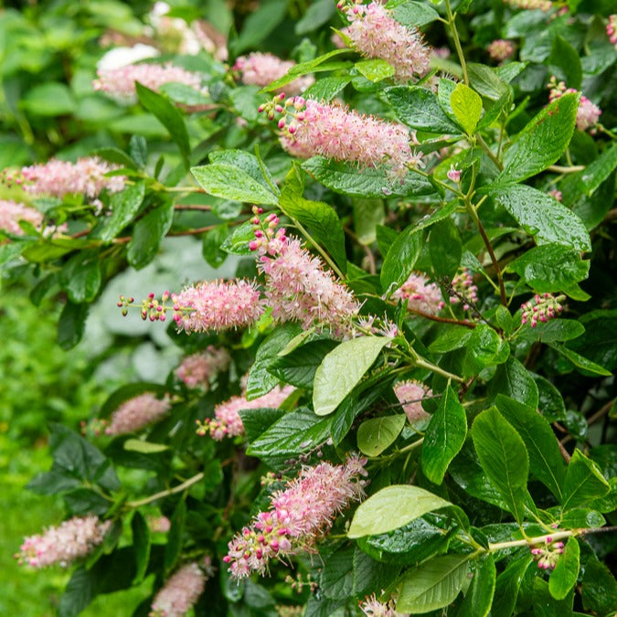 Schijnels 'Pink Spire' - Clethra alnifolia pink spire - Tuinplanten