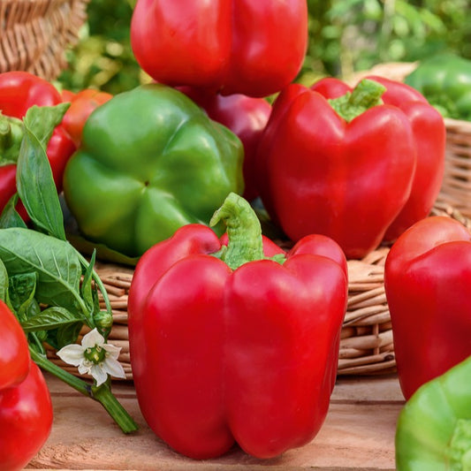 Paprika 'California Wonder' - Bakker