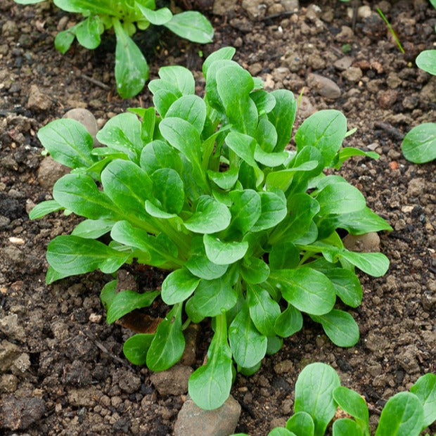 Veldsla 'Verte d'Etampes' - Valerianella locusta verte d'etampes - Groentezaden