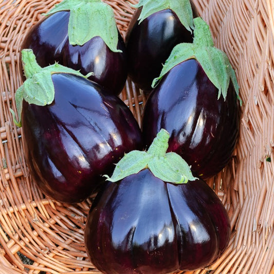 Aubergine 'Black Beauty' - Solanum melongena black beauty - Moestuin