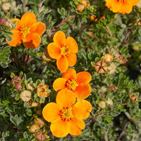 Ganzerik 'Hopley's Orange' - Potentilla fruticosa Hopley's Orange - Bakker