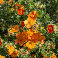 Ganzerik 'Hopley's Orange' - Bakker