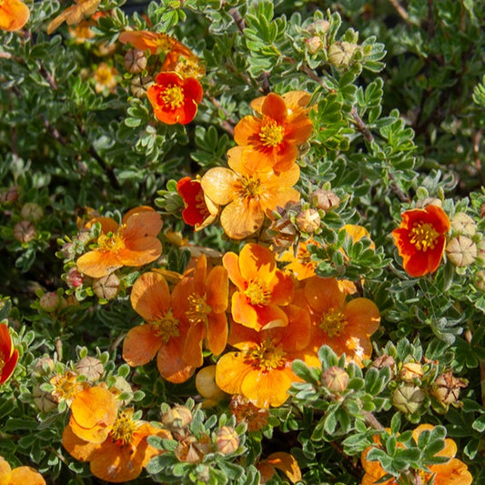 Ganzerik 'Hopley's Orange' - Bakker