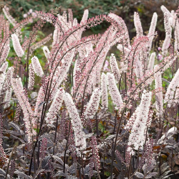 Actaea simplex - Eenvoudige christoffelkruid