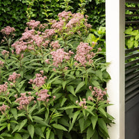 Leverkruid Atropurpureum - Eupatorium maculatum atropurpureum - Bakker