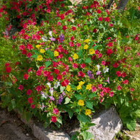 Nachtschone - Mix (x6) - Mirabilis jalapa - Bakker