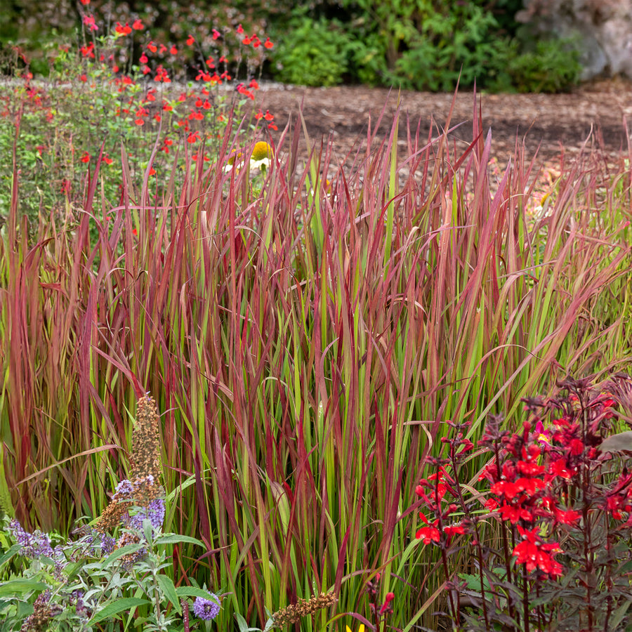Verkoop Japans bloedgras 'Red Baron' - Imperata cylindrica Red Baron