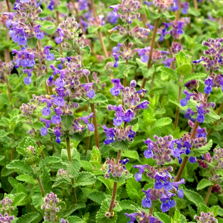 Kattekruid (x3) - Nepeta mussinii - Tuinplanten