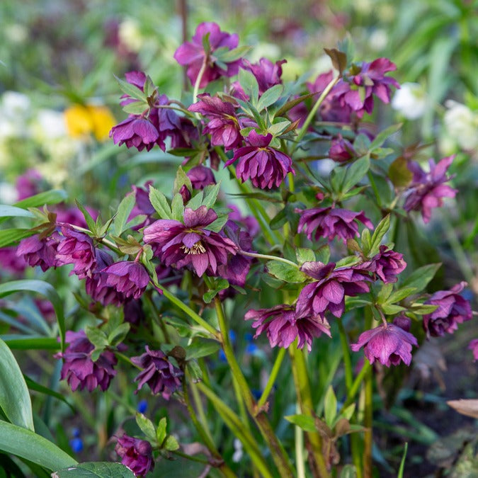 Kerstroos Dubbbel Ellen Violet (x2) - Helleborus orientalis Double Ellen Purple - Bakker