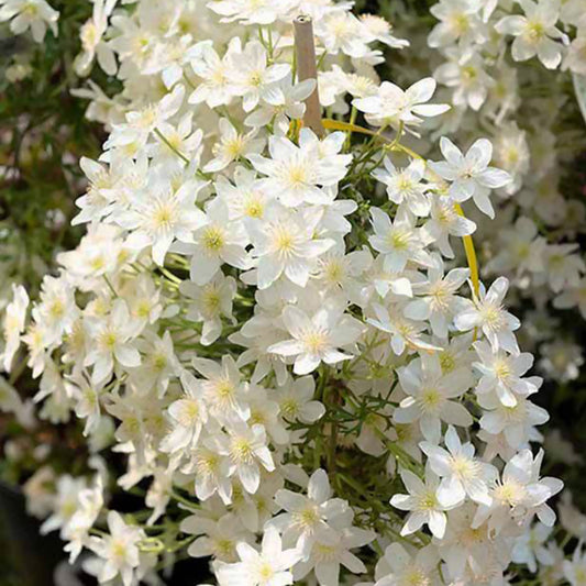 Bosrank 'Early Sensation' - Clematis early sensation - Plantsoort