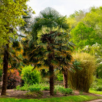 Chinese waaierpalm - Bakker