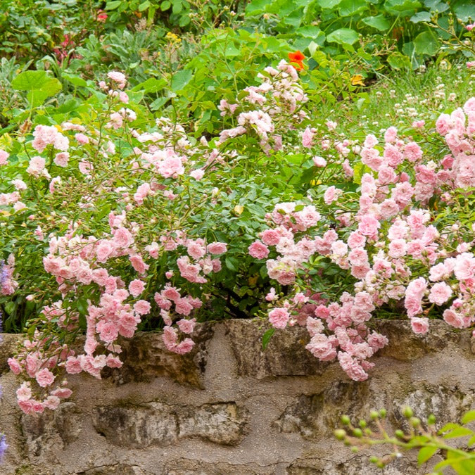 Bodembedekkende roos 'The Fairy'® - Rosa polyantha 'the fairy' - Tuinplanten