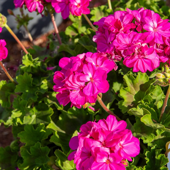 Geranium 'Dark Lilac' (x3) - Pelargonium zonale 'dark lilac' - Terras- en balkonplanten