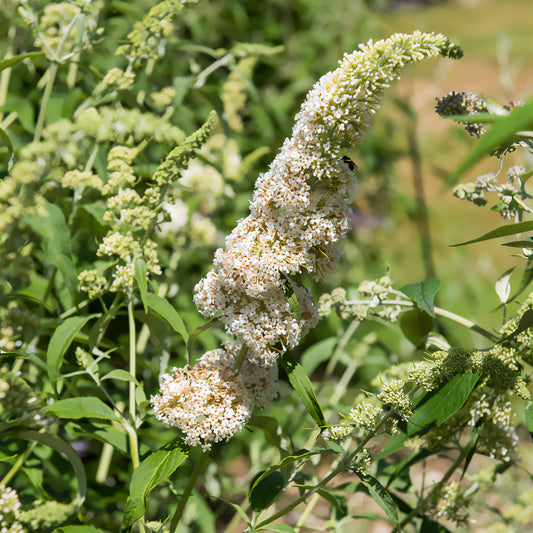 Vlinderstruik 'White Profusion' - Bakker