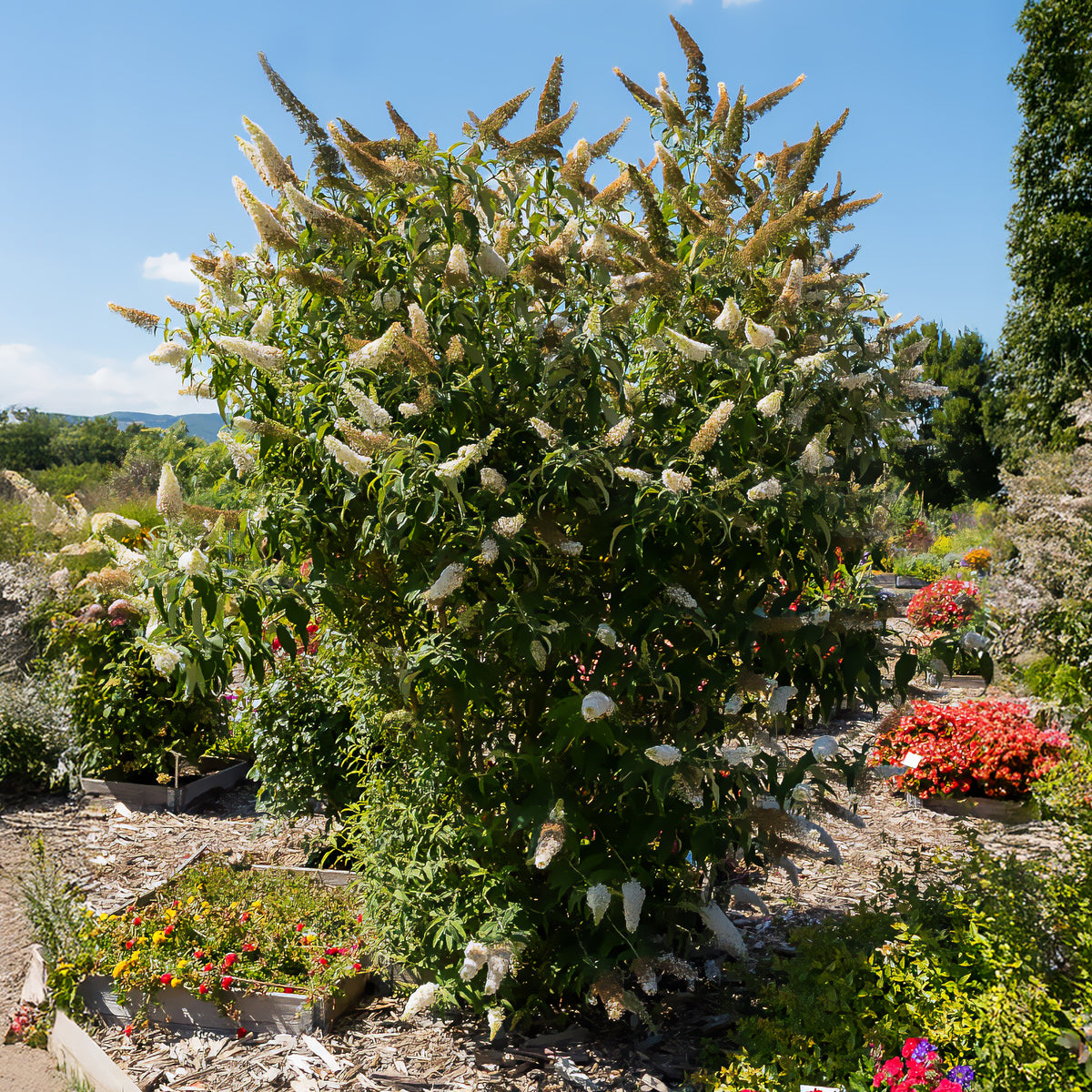 Vlinderstruik 'White Profusion' - Buddleja davidii white profusion - Bakker