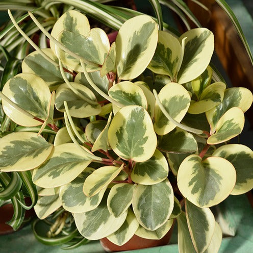 Pepromia Obtipan Bicolor - Bakker