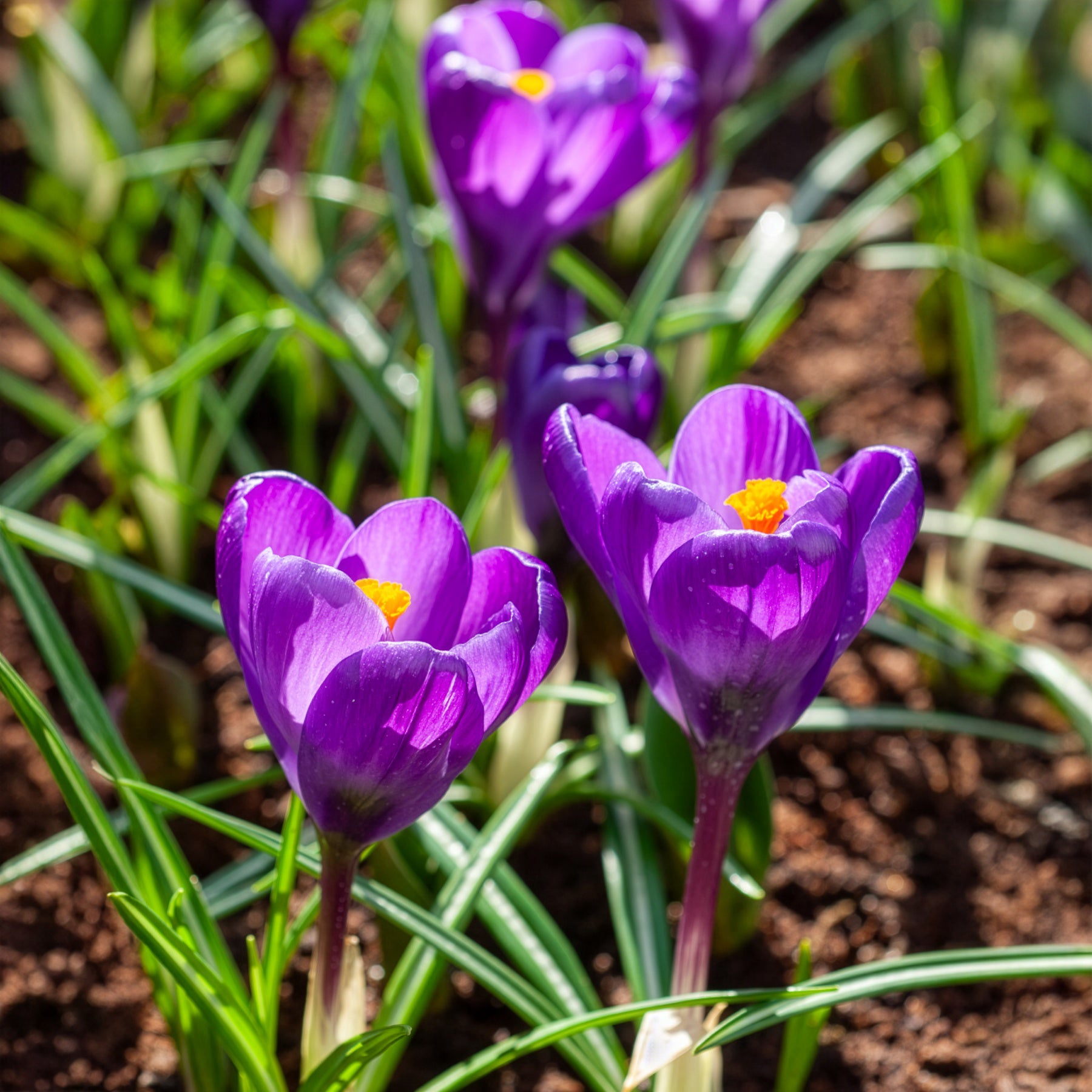 Verkoop Grootbloemige krokus 'Flower Record' (x15)