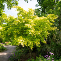 Verkoop Japanse esdoorn 'Orange Dream'