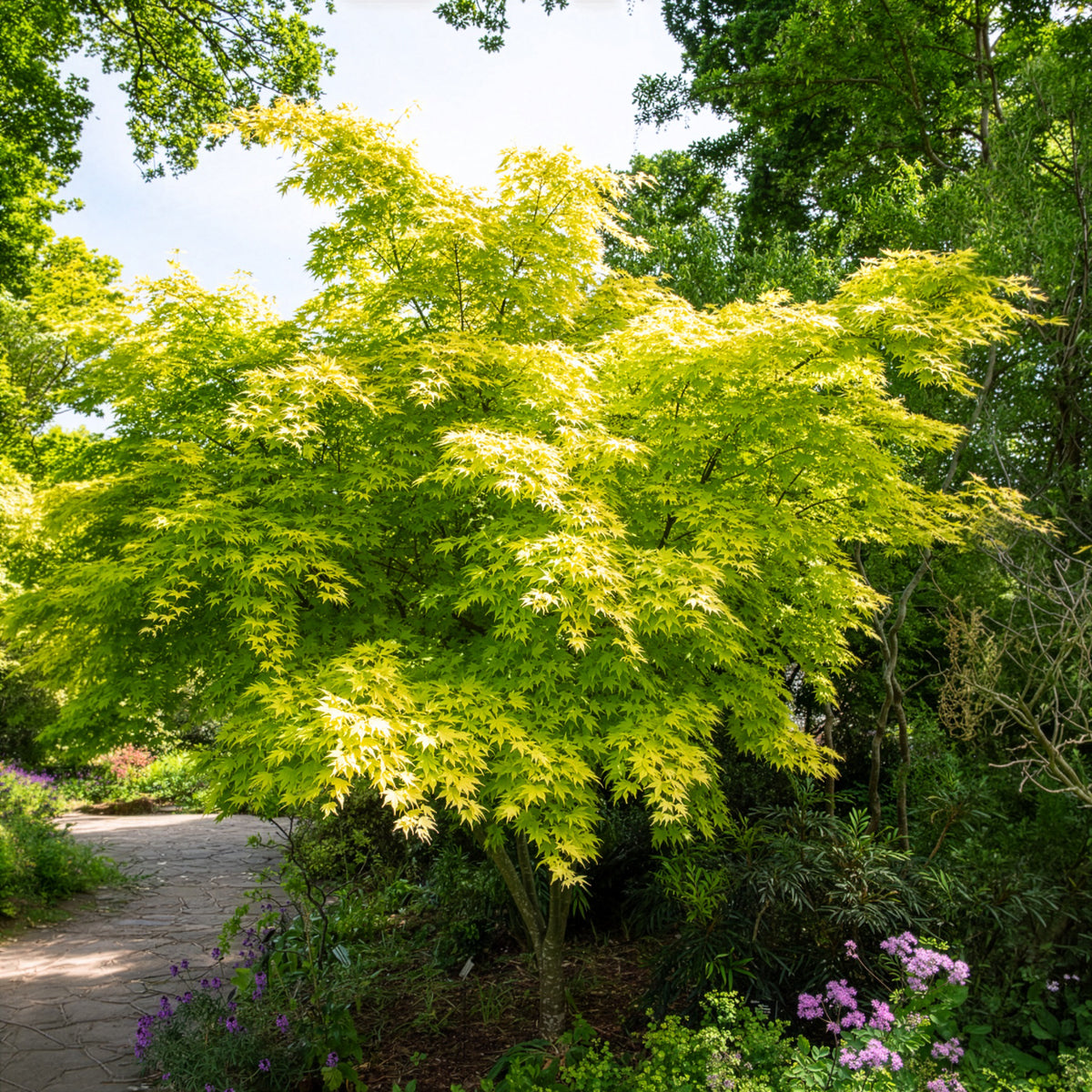 Verkoop Japanse esdoorn 'Orange Dream'