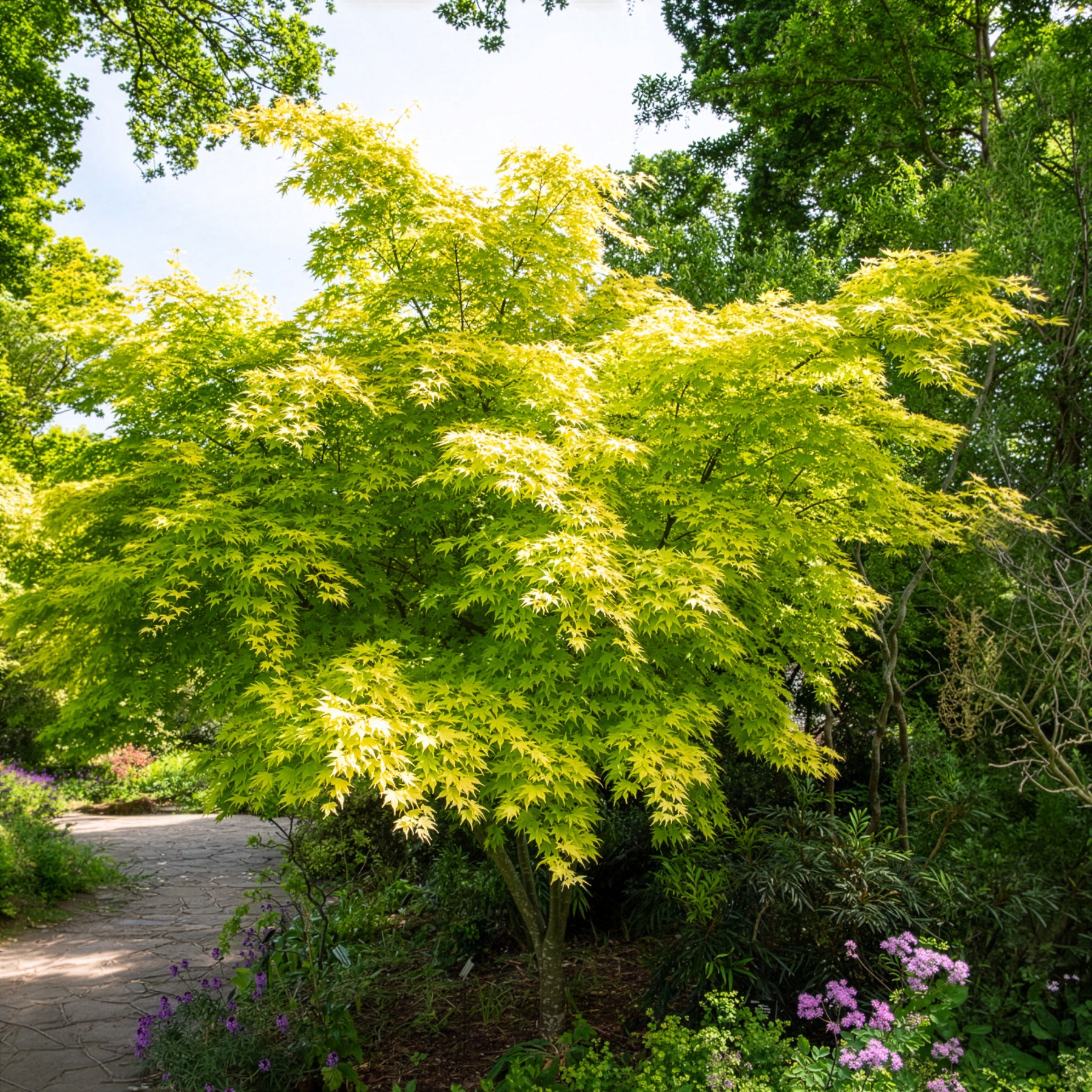 Verkoop Japanse esdoorn 'Orange Dream'