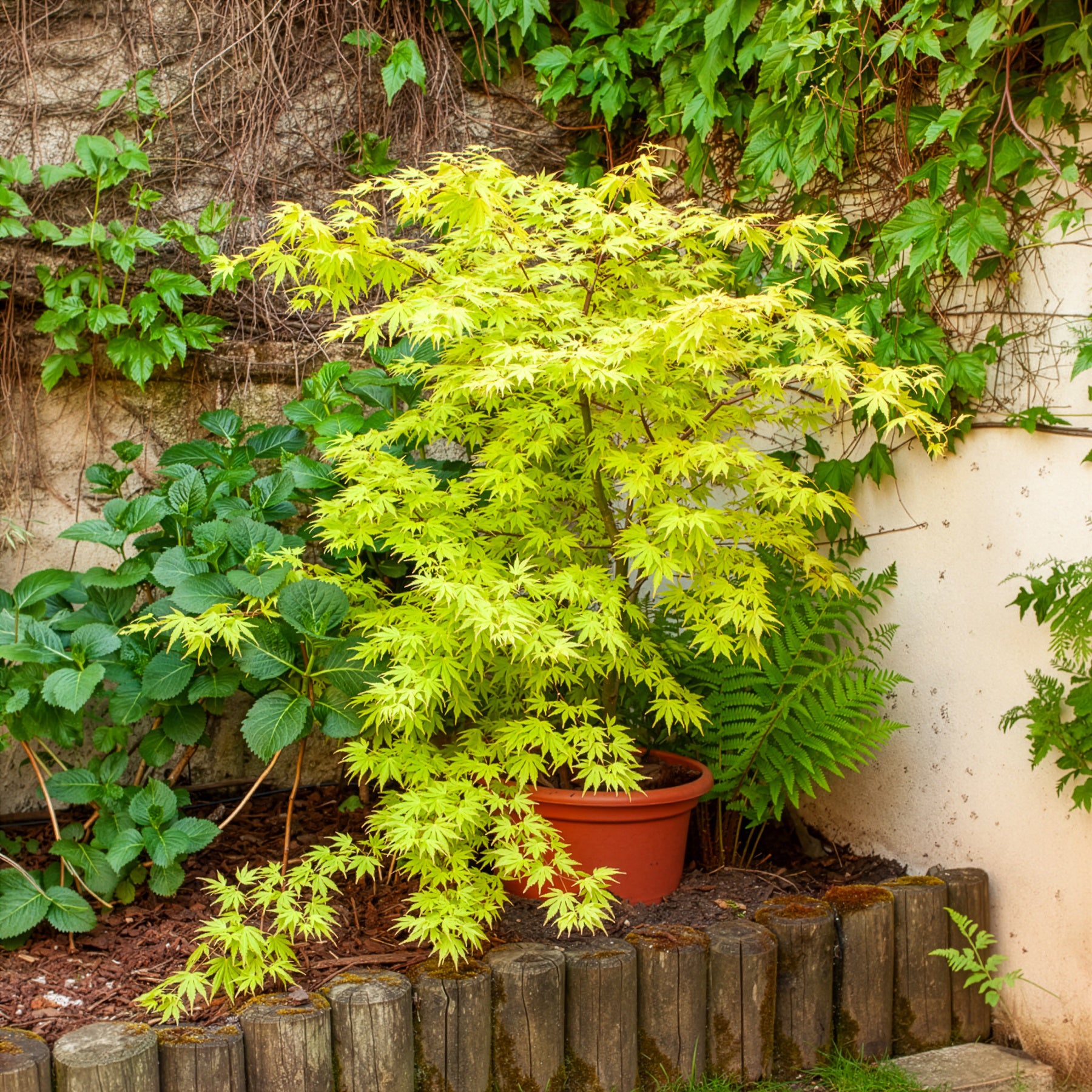 Japanse esdoorn 'Orange Dream' - Japanse esdoorn - Bakker