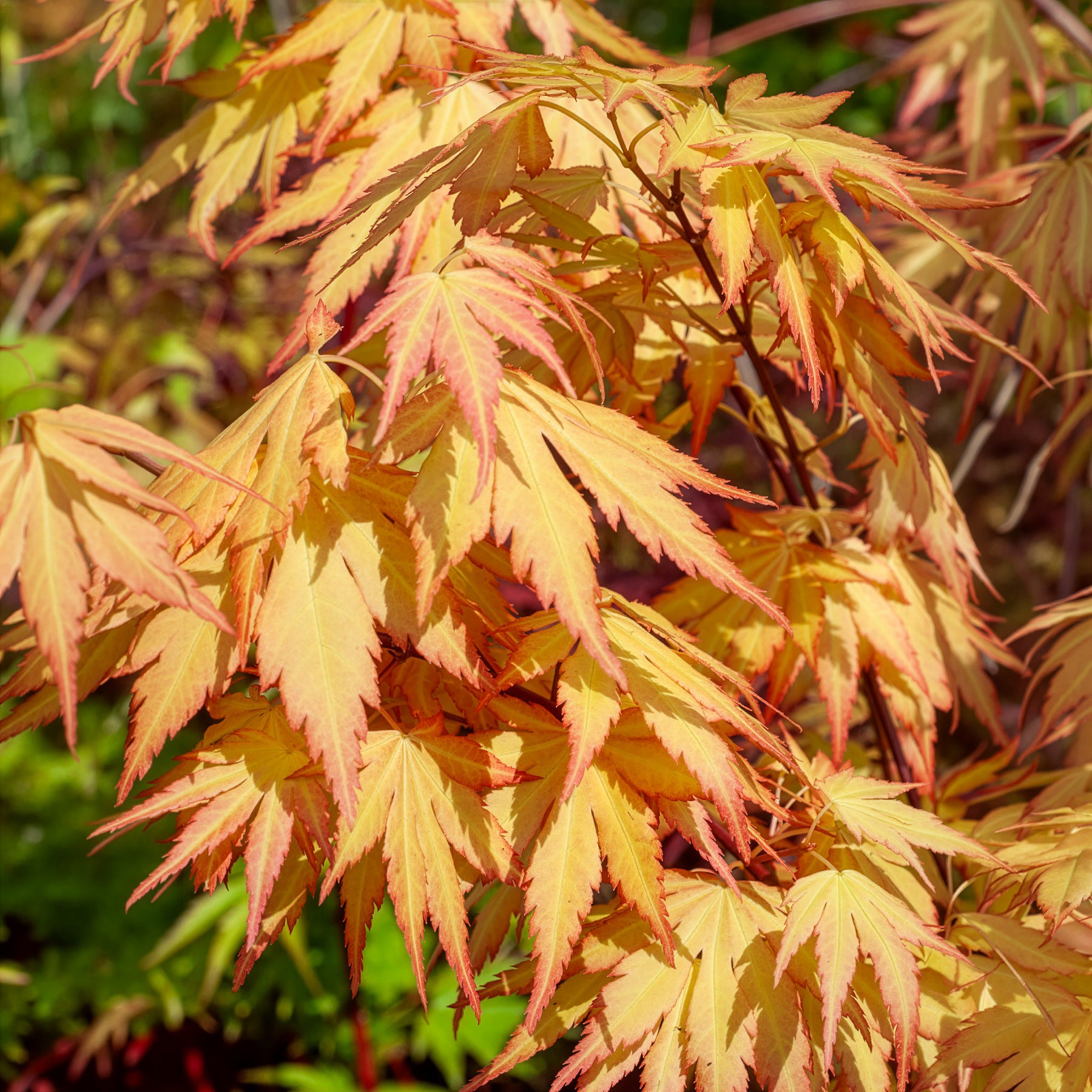Verkoop Acer palmatum orange dream - Japanse esdoorn 'Orange Dream'
