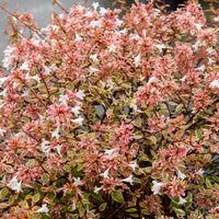 Abelia Sunshine Daydream® - Abelia grandiflora Sunshine Daydream ® - Bakker