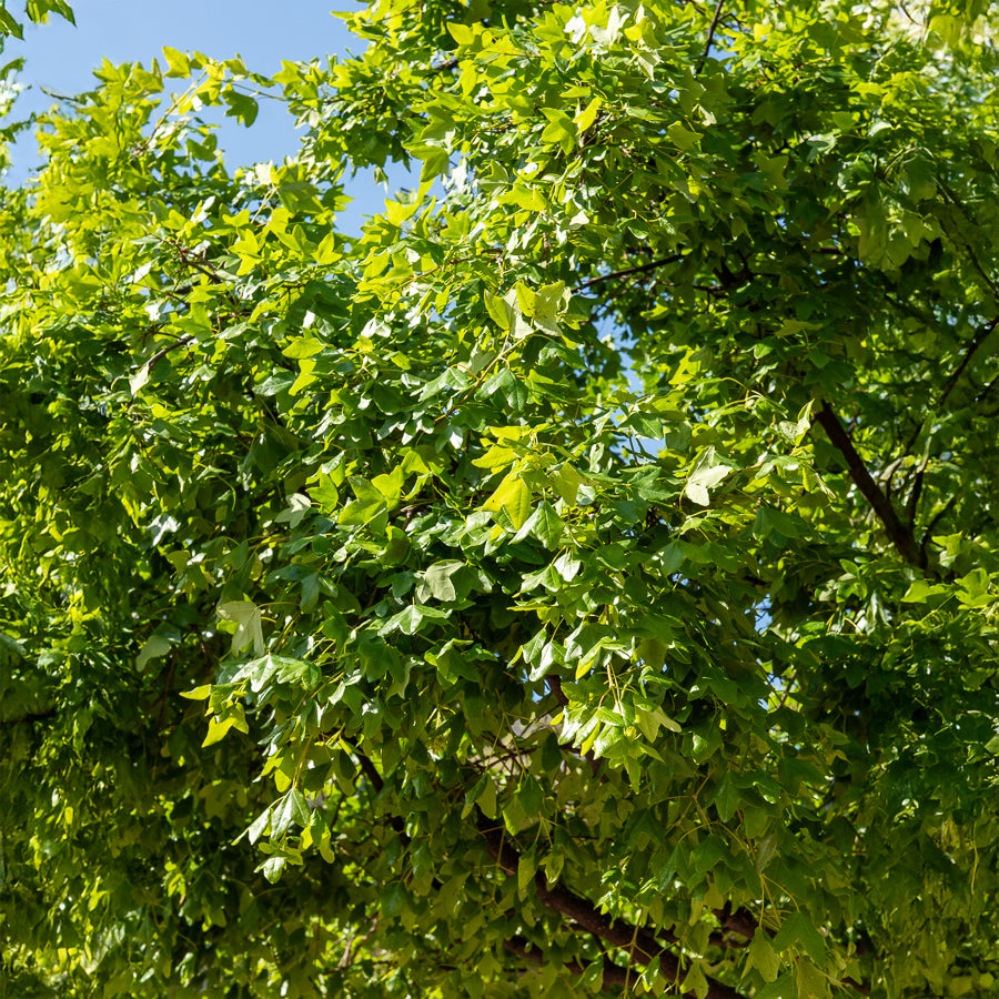 Montpellier esdoorn - Acer monspessulanum - Bakker