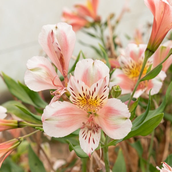 Incalelie - Alstroemeria Hertog van Anjou Jean - Alstroemeria Duc d'Anjou Jean - Bakker